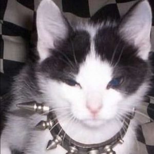 Meet your Posher, Jayla